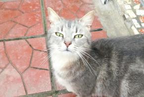 Discovery alert Cat Female Denain France