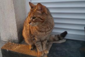 Discovery alert Cat Female Rians France