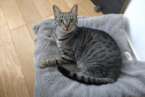 Disappearance alert Cat  Female , 3 years Camaret-sur-Aigues France