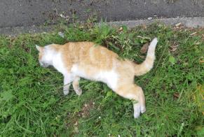 Discovery alert Cat Unknown Bourges France