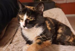 Disappearance alert Cat Female , 13 years Jarnac France