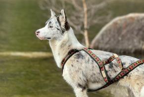 Disappearance alert Dog miscegenation Female , 1 years Muhlbach-sur-Munster France