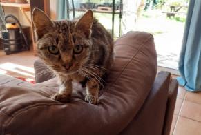 Discovery alert Cat Female Auray France
