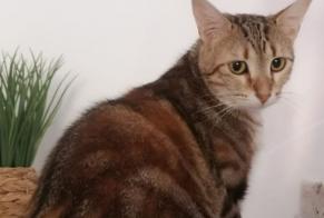 Disappearance alert Cat  Female , 3 years Limoges France