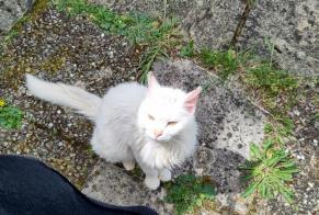 Discovery alert Cat Female Noyant-Villages France