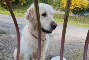 Discovery alert Dog  Male Rieux France