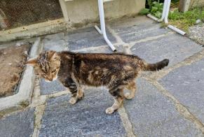 Discovery alert Cat Male Epalinges Switzerland