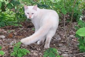 Disappearance alert Cat miscegenation Male , 1 years Villars-sur-Glâne Switzerland