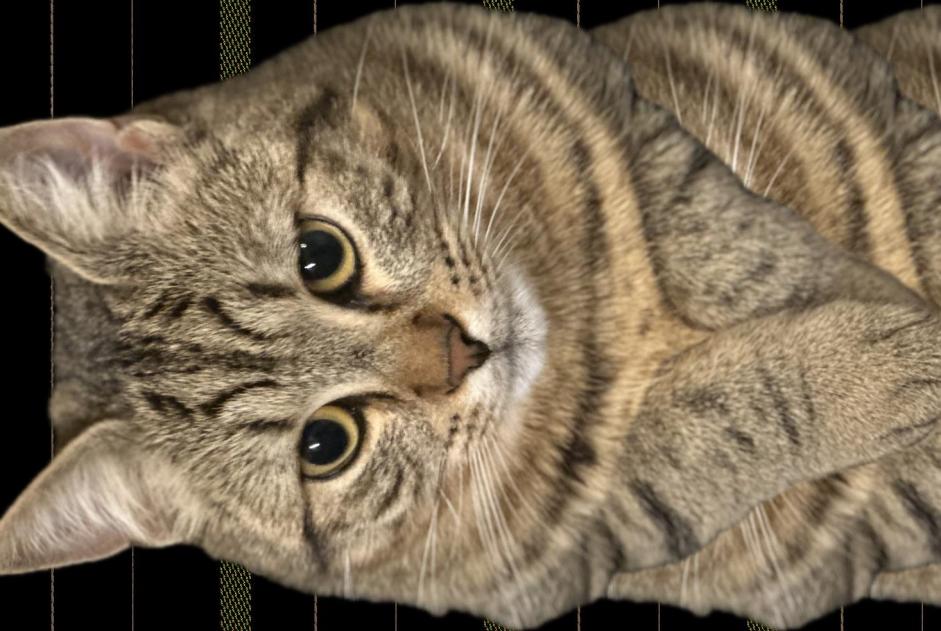 Disappearance alert Cat Male , 1 years Chavannes-de-Bogis Switzerland