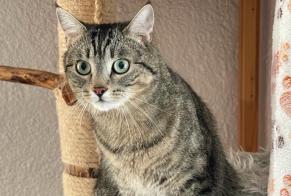 Disappearance alert Cat  Male , 3 years Neuchâtel Switzerland