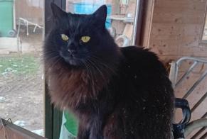 Disappearance alert Cat Male , 4 years Auboranges Switzerland
