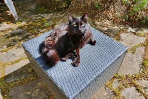 Disappearance alert Cat miscegenation Male , 5 years Sainte-Croix Switzerland