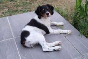 Disappearance alert Dog  Female , 1 years Boisné-la-Tude France