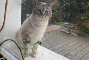 Discovery alert Cat Unknown Champlan (Grimisuat Switzerland