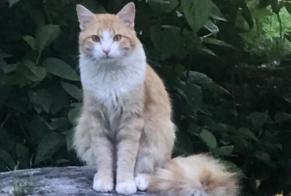 Discovery alert Cat Unknown Andancette France