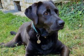 Disappearance alert Dog  Male , 3 years Ollon Switzerland