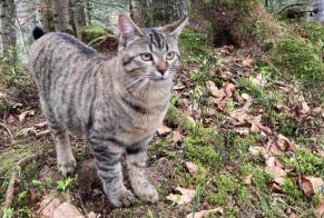Disappearance alert Cat Female , 1 years Châtel-Saint-Denis Switzerland