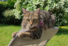 Disappearance alert Cat  Female , 5 years Conches-sur-Gondoire France