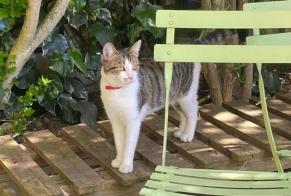 Disappearance alert Cat miscegenation Female , 1 years Malakoff France