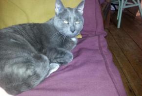 Disappearance alert Cat  Male , 13 years Neuilly-Plaisance France