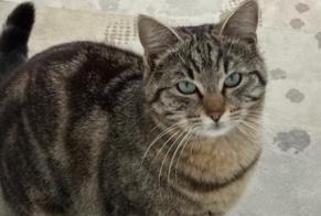 Discovery alert Cat Male Marsens Switzerland