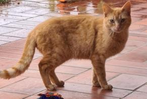 Discovery alert Cat Male Baliros France