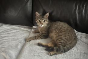 Discovery alert Cat  Female , 2 years Prey France