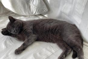 Disappearance alert Cat miscegenation Female , 2 years Bas-Intyamon Switzerland