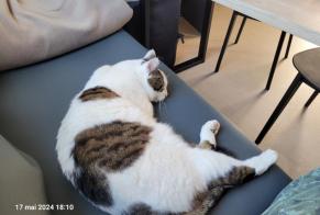 Disappearance alert Cat  Male , 6 years Marseillan France