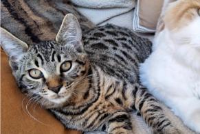 Disappearance alert Cat  Male , 1 years Chavannes-de-Bogis Switzerland