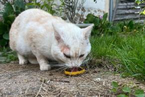 Discovery alert Cat Male Bernay France