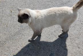 Discovery alert Cat  Male Signy-Signets France