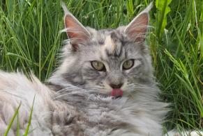 Discovery alert Cat  Female , 1 year Vuisternens-devant-Romont Switzerland
