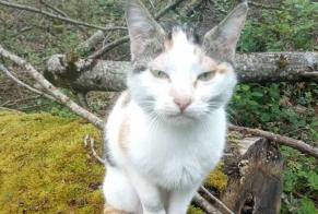 Discovery alert Cat Female Saint-Éloy-de-Gy France