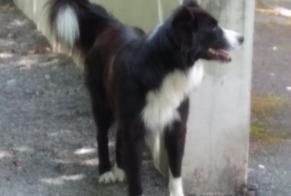 Discovery alert Dog  Male Tarbes France