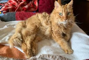 Disappearance alert Cat  Male , 18 years Pully Switzerland