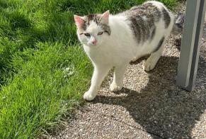 Discovery alert Cat miscegenation Unknown Prez Switzerland
