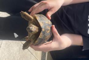 Discovery alert Tortoise Unknown Uckange France