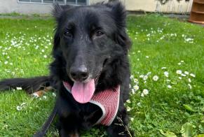 Discovery alert Dog miscegenation Female Zürich Switzerland