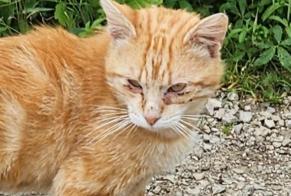 Discovery alert Cat  Male Chalezeule France