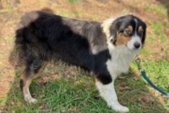 Disappearance alert Dog  Female , 1 years Domfront-en-Champagne France