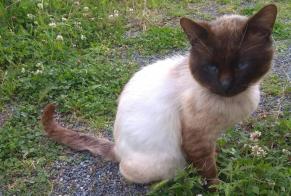 Discovery alert Cat  Male , 2 years Nachamps France