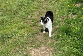 Discovery alert Cat Unknown Chardonne Switzerland