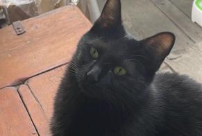 Disappearance alert Cat  Female , 1 years Sion Switzerland