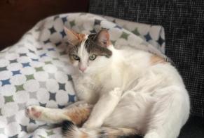Disappearance alert Cat Female , 7 years Crans-Montana Switzerland