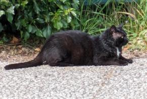 Discovery alert Cat  Unknown , 9 years Bourcefranc-le-Chapus France