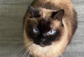 Disappearance alert Cat  Female , 6 years Artigues-près-Bordeaux France