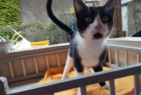 Discovery alert Cat Male , 1 year Mondeville France