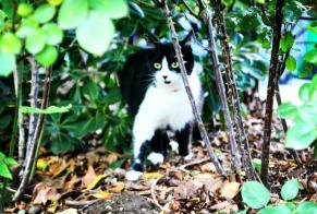 Disappearance alert Cat  Female , 5 years Valmondois France