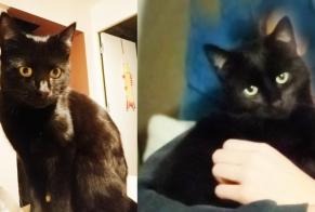 Disappearance alert Cat  Male , 1 years Cognin France